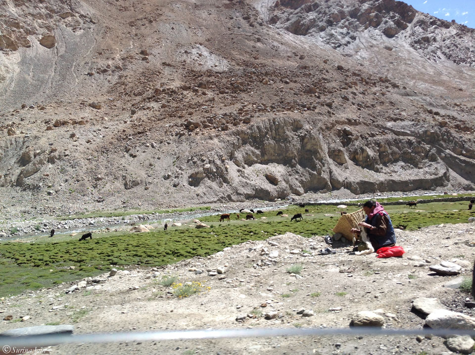 Photo of The Himalayan Call!! 3/35 by Surina Jain