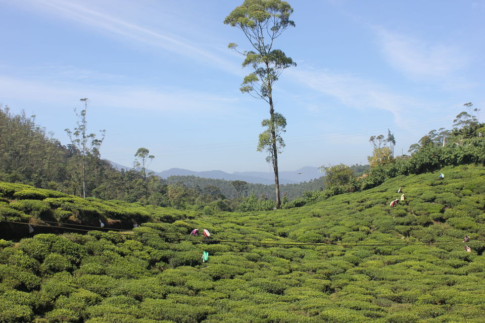 Photo of Amaya Hills Resort, Heerassagala, Kandy, Central Province, Sri Lanka by Nahma Fahad
