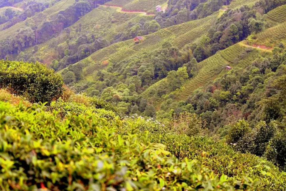 Photo of Darjeeling panorama's by manisha kharga