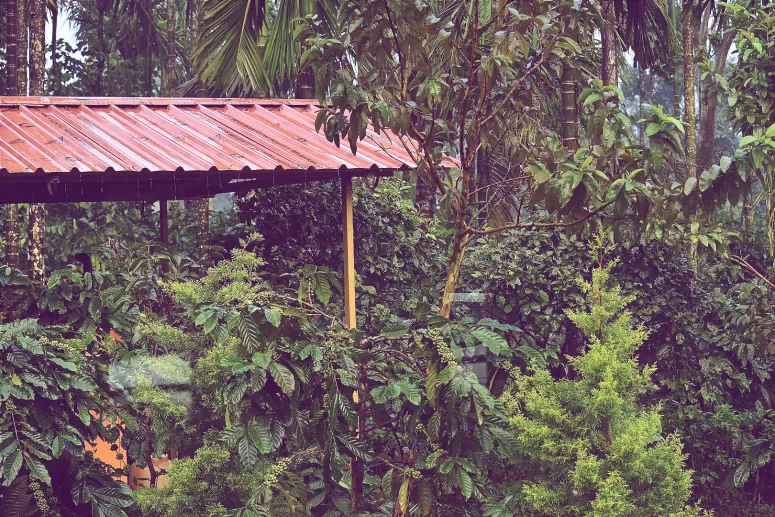 Photo of Madikeri, Karnataka, India by Pratiksha Mohanty