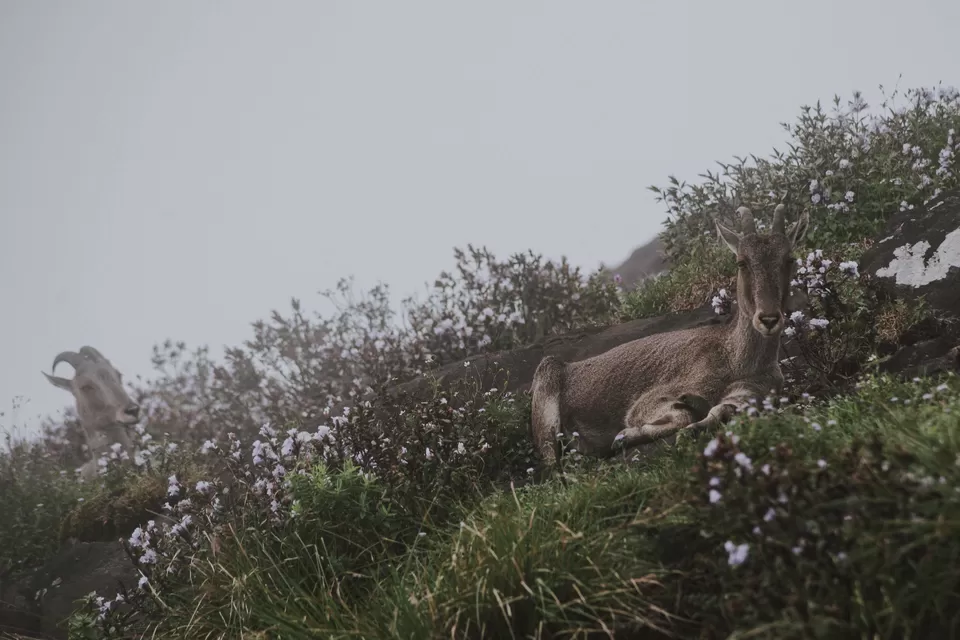 Photo of Eravikulam National Park Road, Kannan Devan Hills, Kerala, India by Pratiksha Mohanty