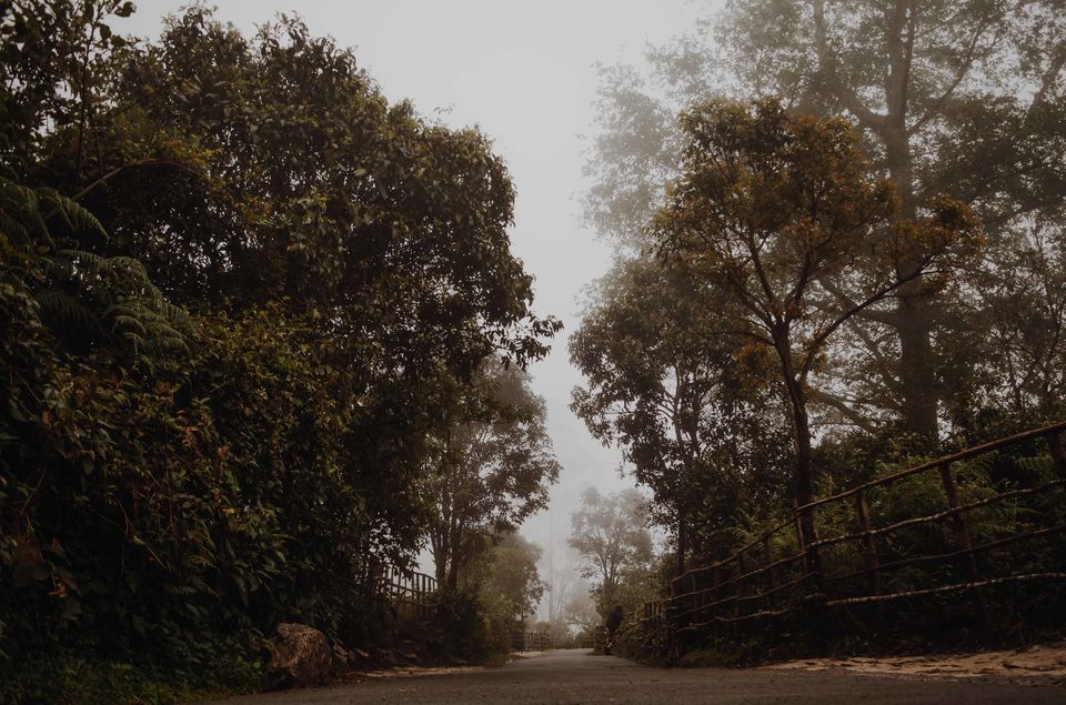 Photo of Broke travel bugs Road tripping from Bangalore to Munnar. by Pratiksha Mohanty