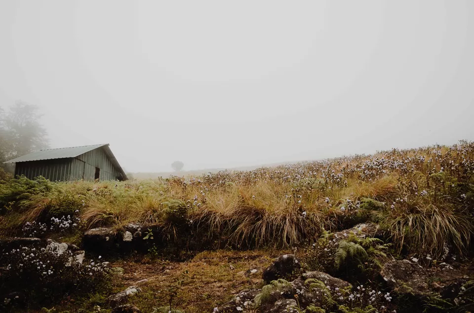 Photo of Munnar, Kerala, India by Pratiksha Mohanty
