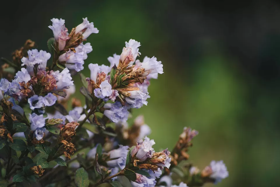 Photo of Munnar, Kerala, India by Pratiksha Mohanty