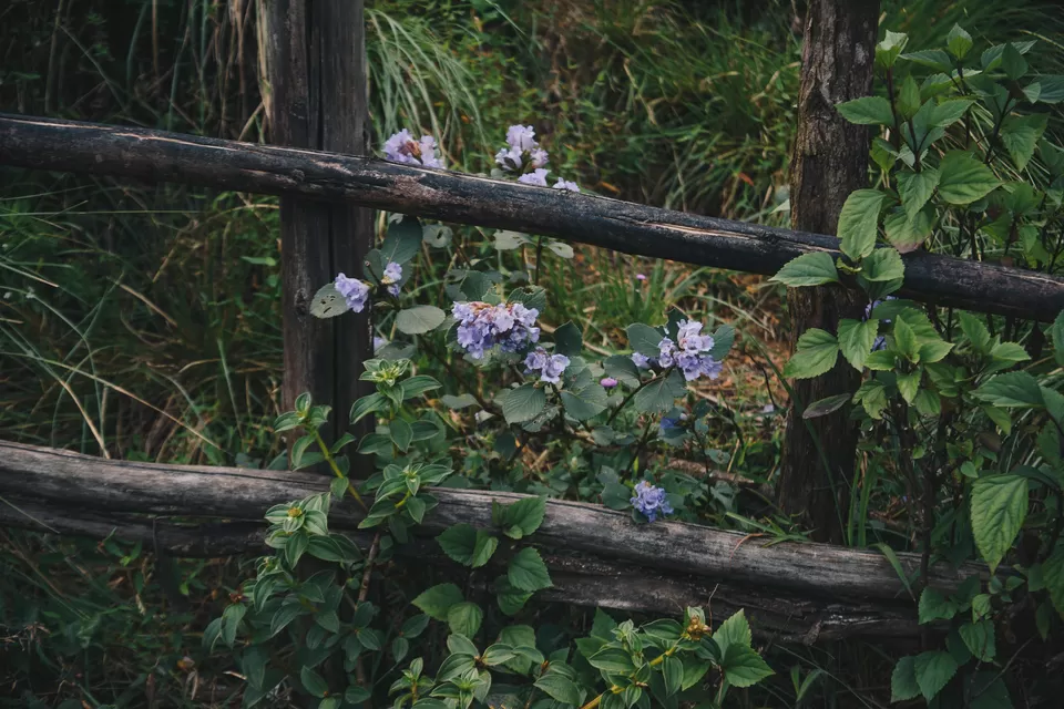 Photo of Kannan Devan Tea Estate, Aluva - Munnar Road, Kerala, India by Pratiksha Mohanty