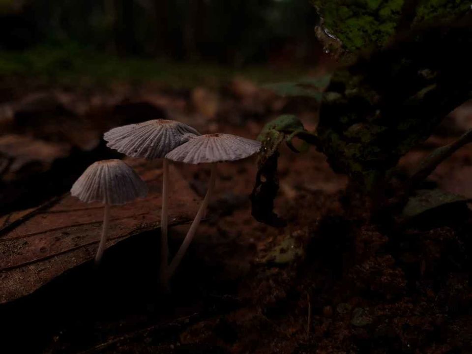 Photo of Work from Wilderness is the new WFH #NatureOverdose by Pratiksha Mohanty