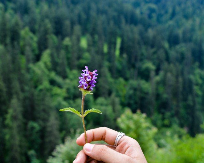 Photo of Stoners Elysium : Kasol- Kheerganga trek 14/25 by Visuallyblunt