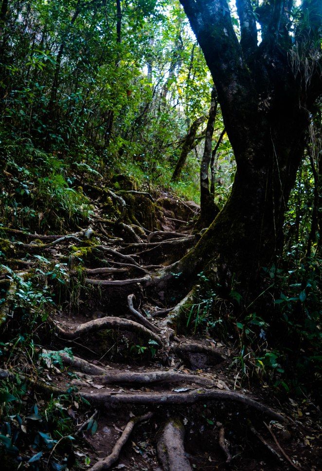 Photo of Reliving a winter getaway-Charming Meghalaya 7/21 by Visuallyblunt