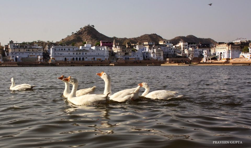 Photo of Jaipur, Rajasthan, India by Praveen Gupta