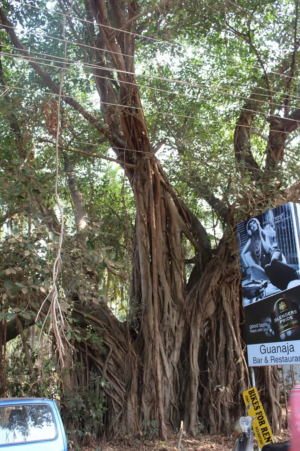 Photo of Them old Giants by The Travelling Gene