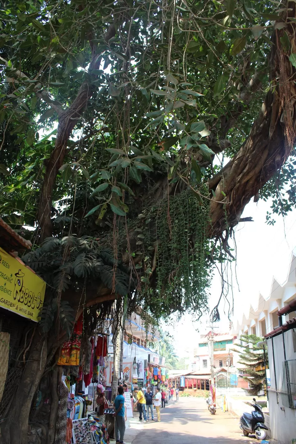 Photo of Them old Giants by The Travelling Gene