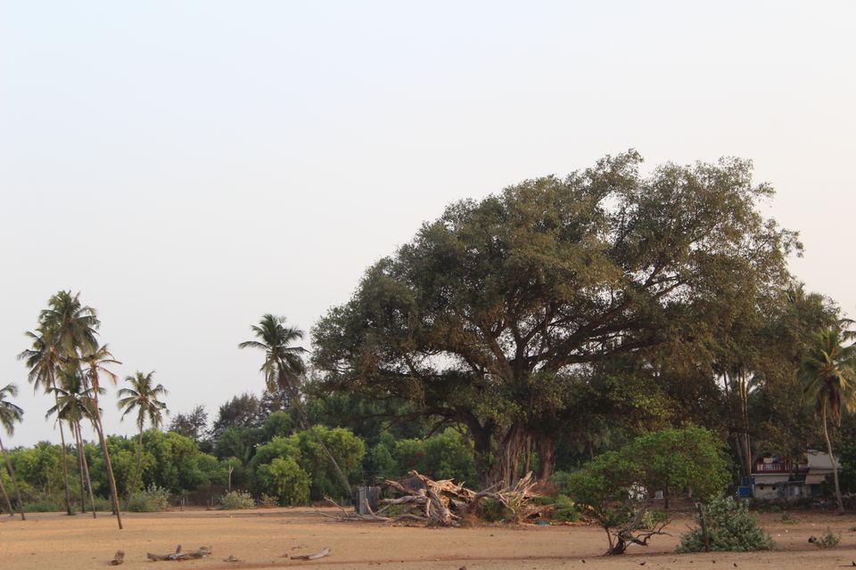 Photo of Goa – Beyond night life and parties 25/25 by The Travelling Gene