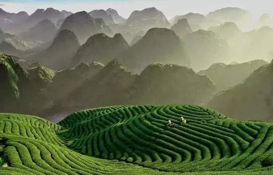 Photo of Munnar, Kerala, India by Sneha Singh