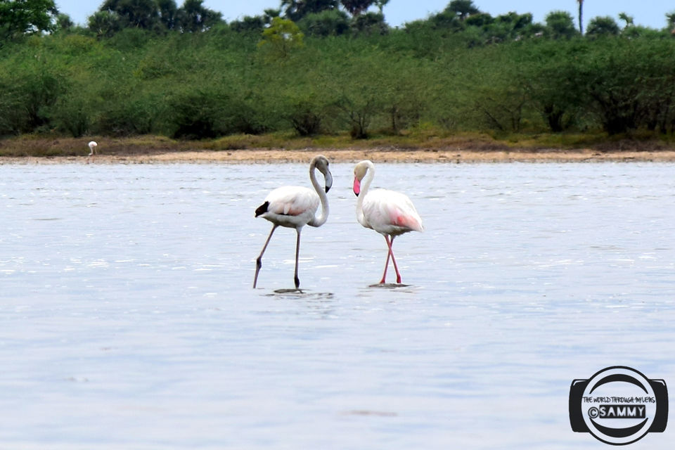 Photo of Pazhaverkadu, Pulicat, Tamil Nadu, India by Sherwin Sam