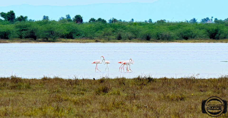 Photo of Pazhaverkadu, Pulicat, Tamil Nadu, India by Sherwin Sam