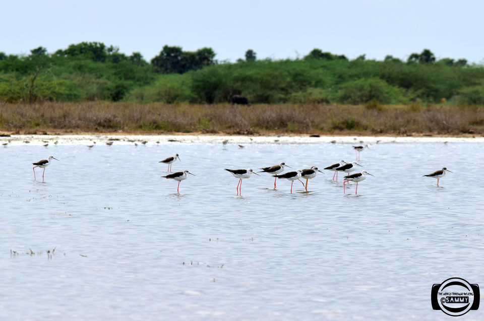Photo of Pazhaverkadu, Pulicat, Tamil Nadu, India by Sherwin Sam