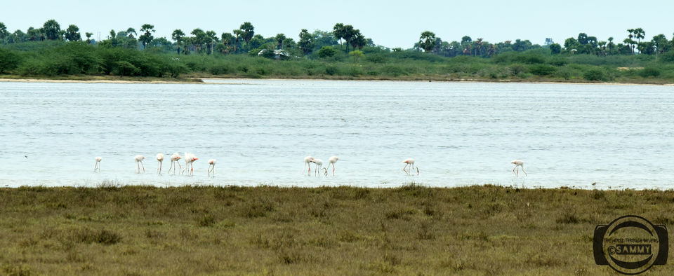 Photo of Pazhaverkadu, Pulicat, Tamil Nadu, India by Sherwin Sam