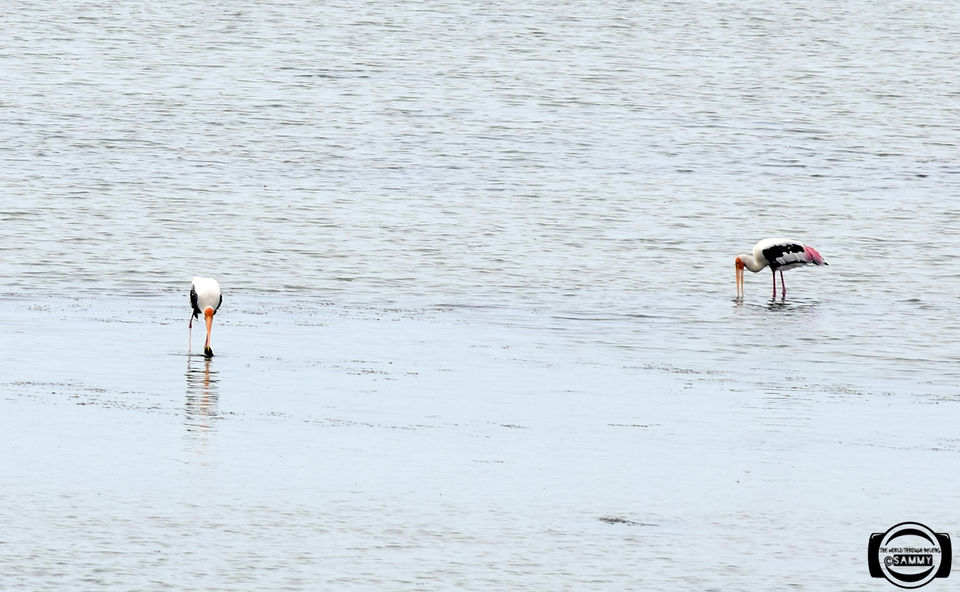 Photo of Pazhaverkadu, Pulicat, Tamil Nadu, India by Sherwin Sam
