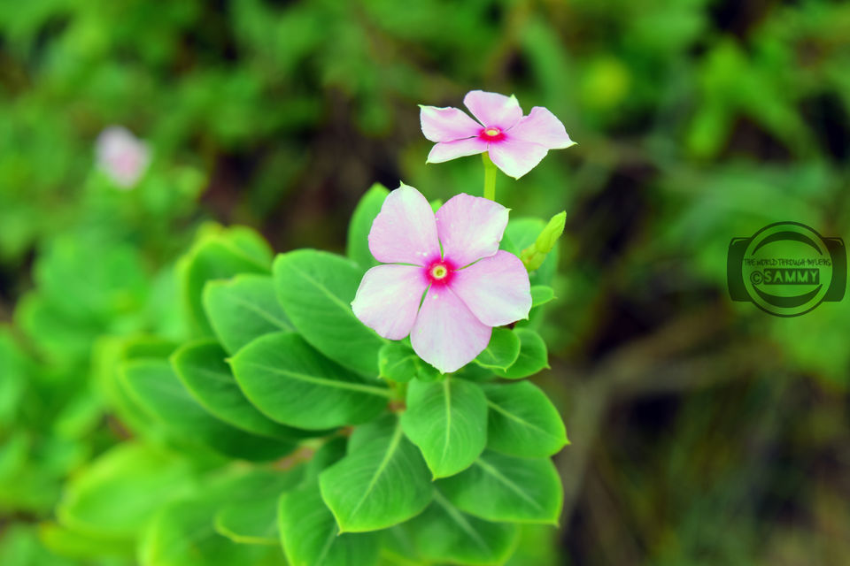 Photo of Pazhaverkadu, Pulicat, Tamil Nadu, India by Sherwin Sam