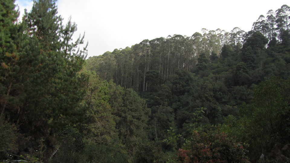 Photo of Bear Shola Falls, Kodaikanal, Tamil Nadu, India by Tasmai Dave