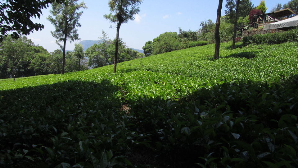 Photo of Nestled in the Nilgiris- Coonoor 8/15 by Tasmai Dave