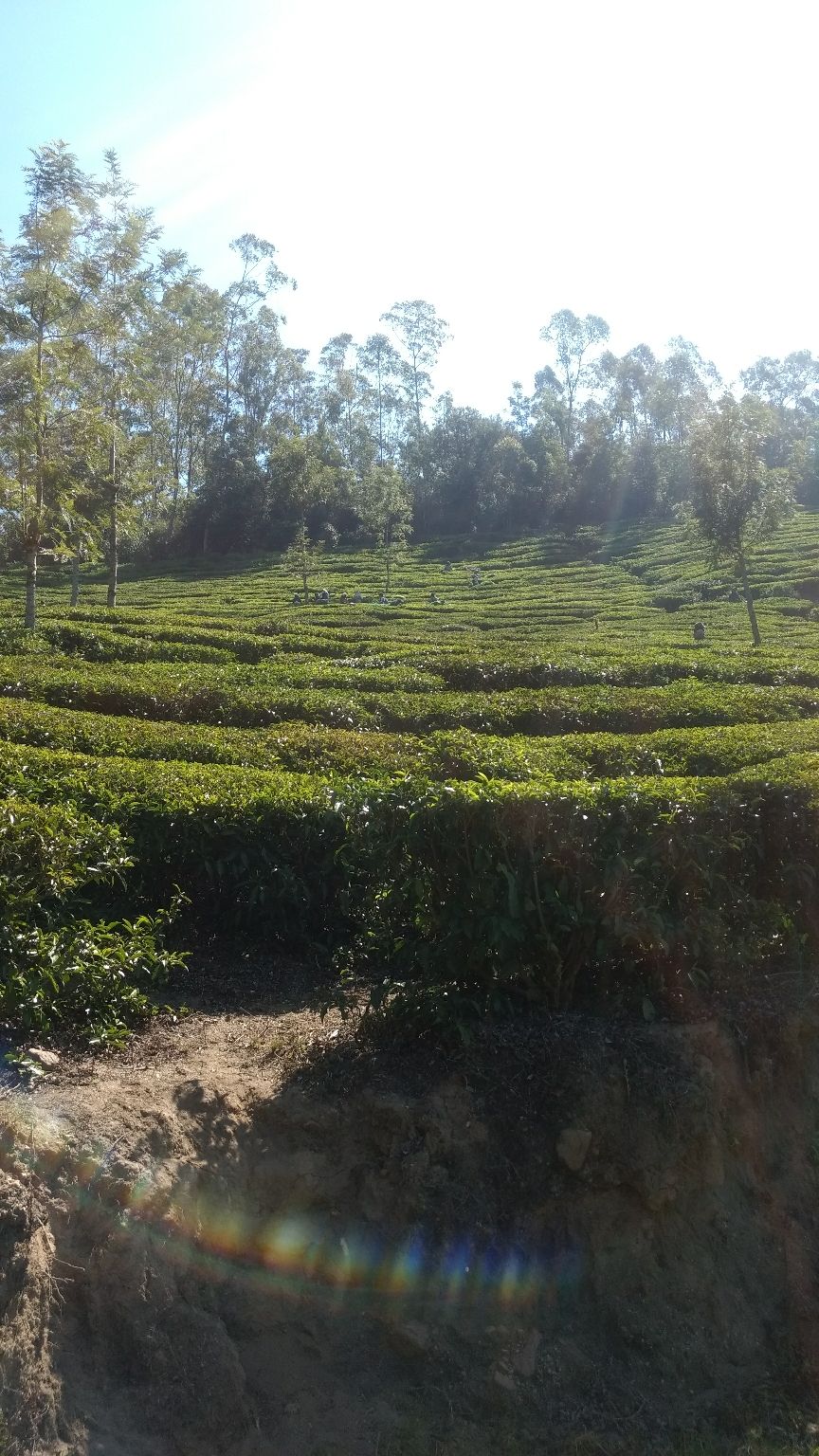 Photo of Munnar, Kerala, India by Devraj Jee