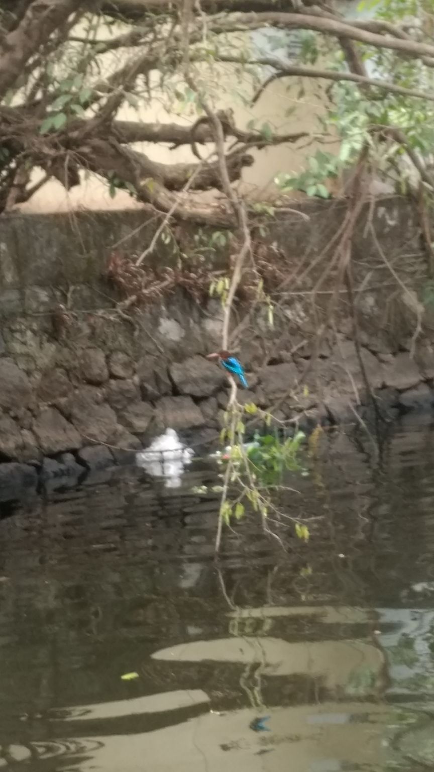 Photo of Alappuzha, Kerala, India by Devraj Jee