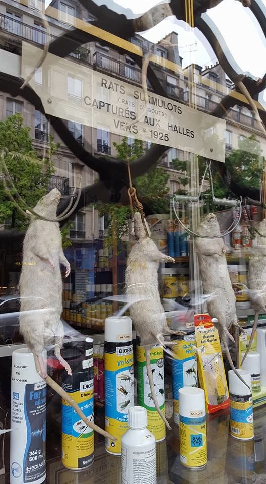 Photo of Paris, France by Sneha Ramteke