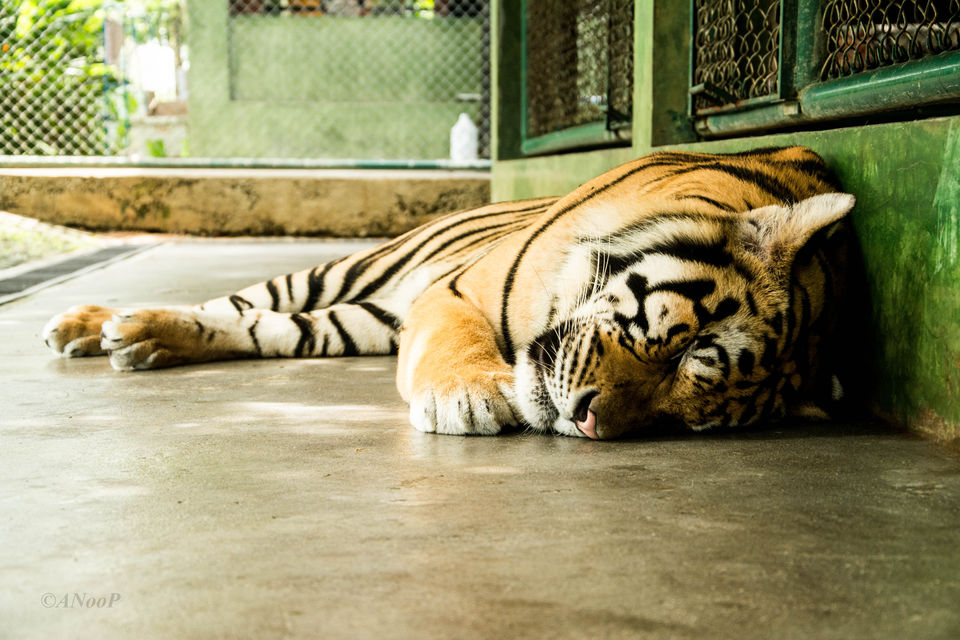 Photo of Tiger Kingdom Phuket Пхукет Таиланд by Anoop Pillai
