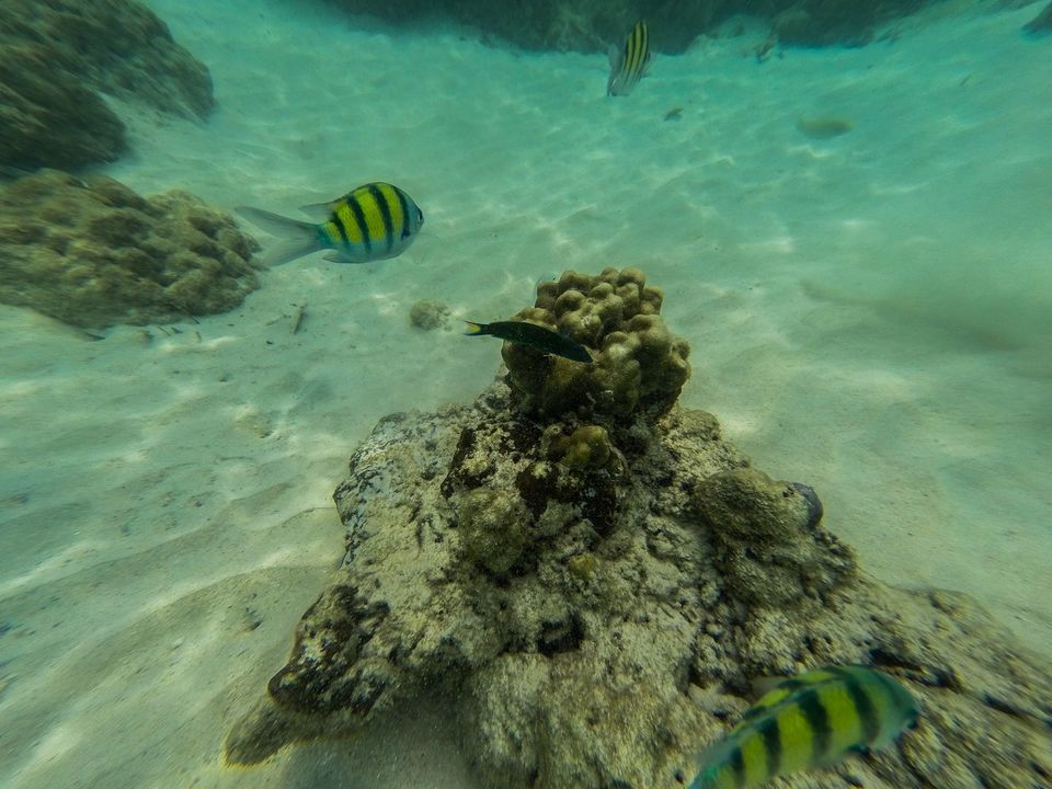 Photo of Koh Kradan Ko Libong Trang Thailand by Anoop Pillai