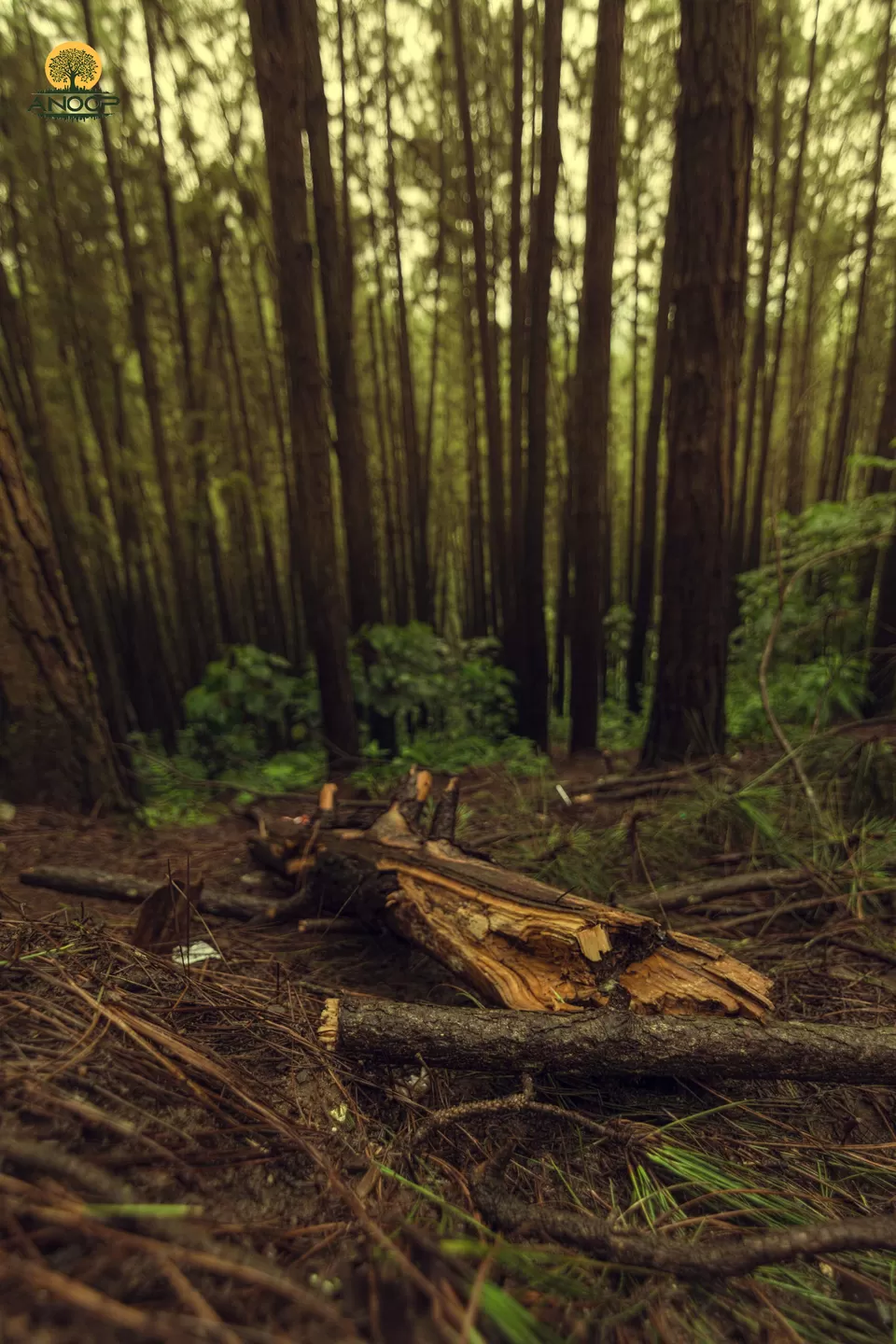 Photo of Vagamon - In and around in a day! by Anoop Pillai