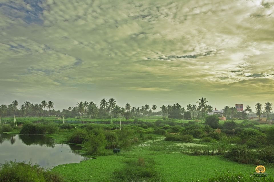 Photo of Hoskote Lake – A paradise for bird lovers! 1/3 by Anoop Pillai