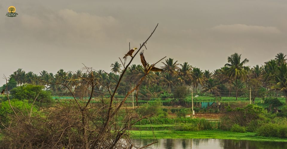Photo of Hoskote Lake – A paradise for bird lovers! 3/3 by Anoop Pillai