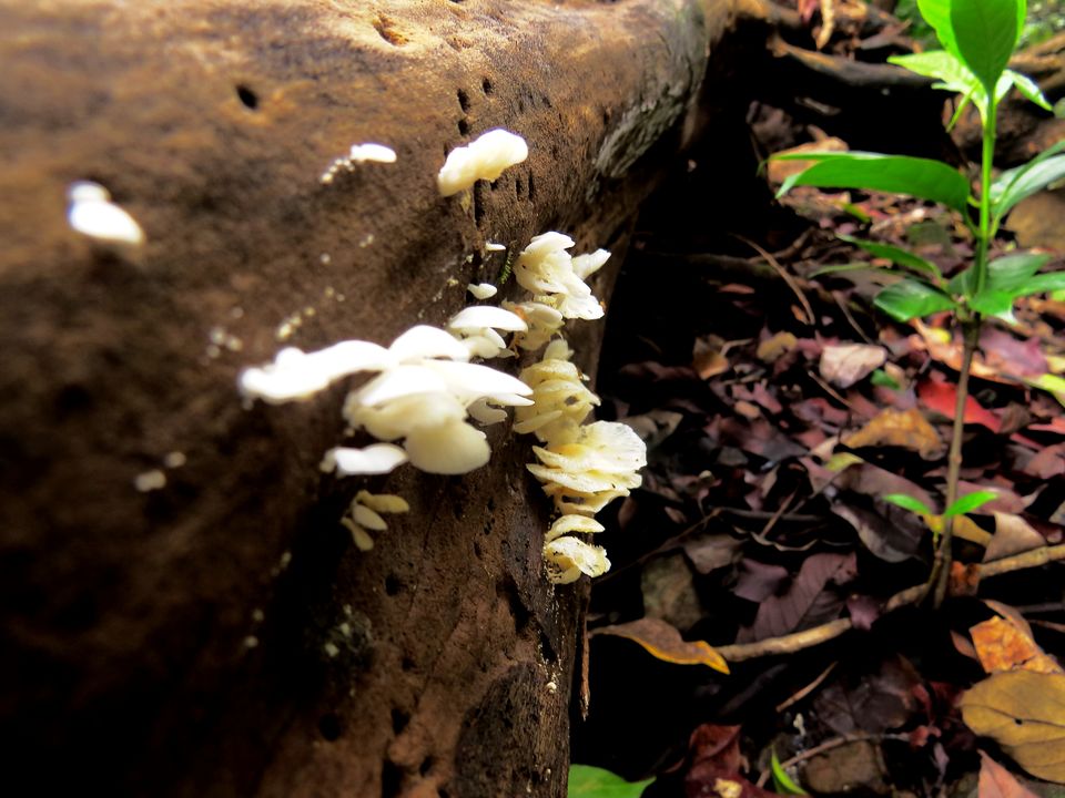 Photo of Andharban Trek - The Western Ghats at its best 3/25 by Devdatta Mulay
