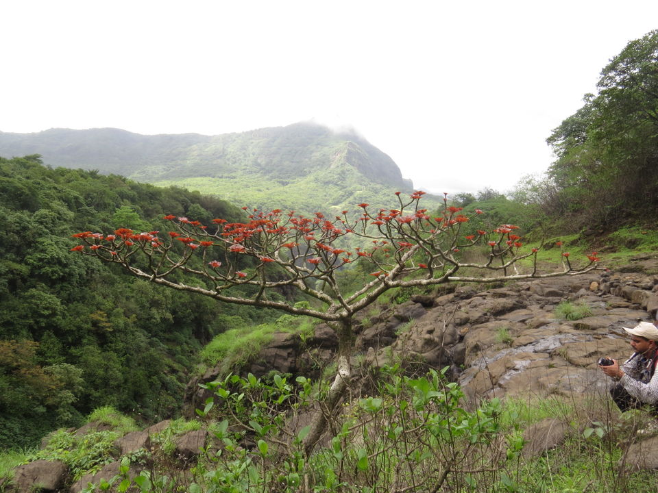 Photo of Andharban Trek - The Western Ghats at its best 22/25 by Devdatta Mulay