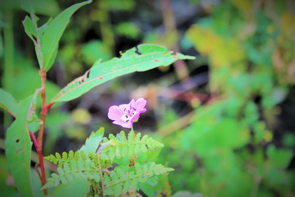 Photo of Valley of Flowers National Park, Chamoli, Uttarakhand, India by Pooja
