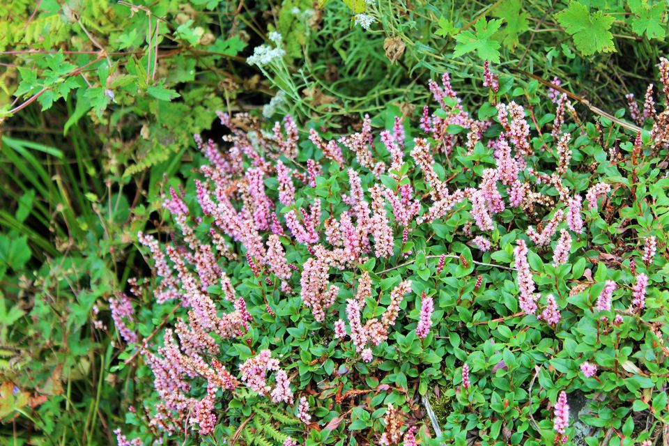 Photo of Valley of Flowers National Park, Chamoli, Uttarakhand, India by Pooja