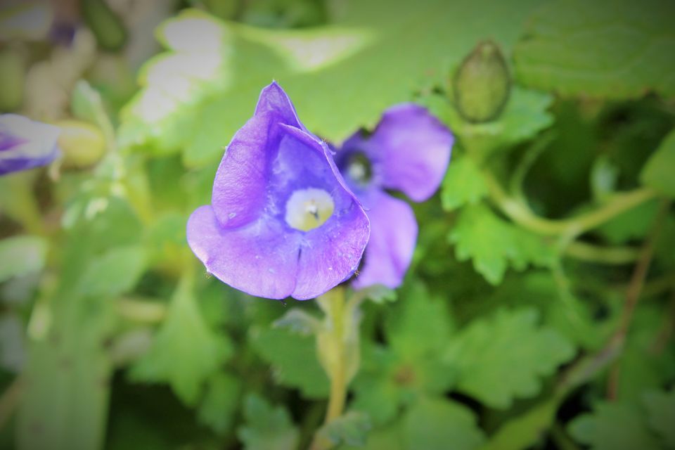 Photo of Valley of Flowers National Park, Chamoli, Uttarakhand, India by Pooja