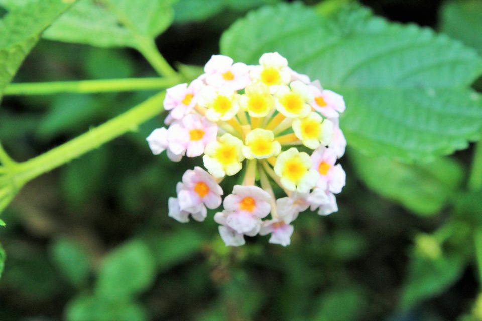 Photo of Valley of Flowers National Park, Chamoli, Uttarakhand, India by Pooja
