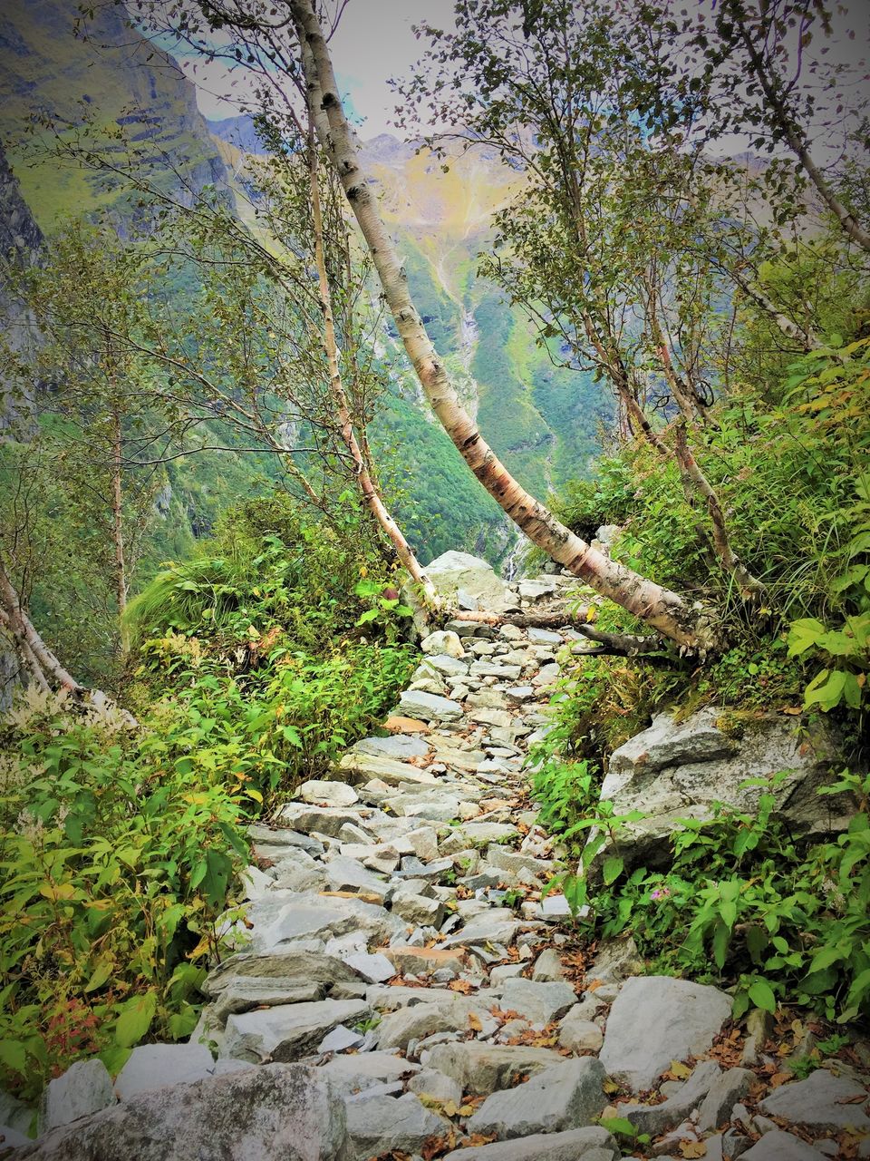 Photo of Valley of Flowers National Park, Chamoli, Uttarakhand, India by Pooja