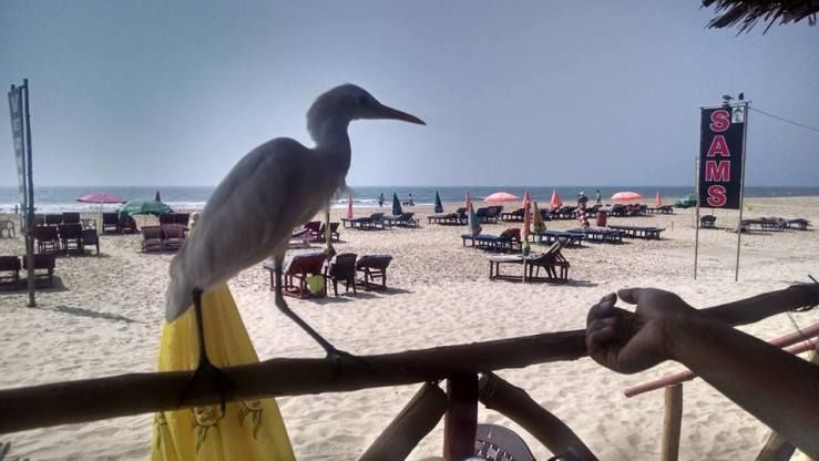 Photo of Goa 2: The Untameable Mobor beach 5/6 by Meru