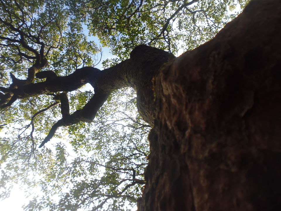 Photo of More than Temples. Mahabaleshwar - finding the tenth cloud. 5/19 by Jasleen Kaur