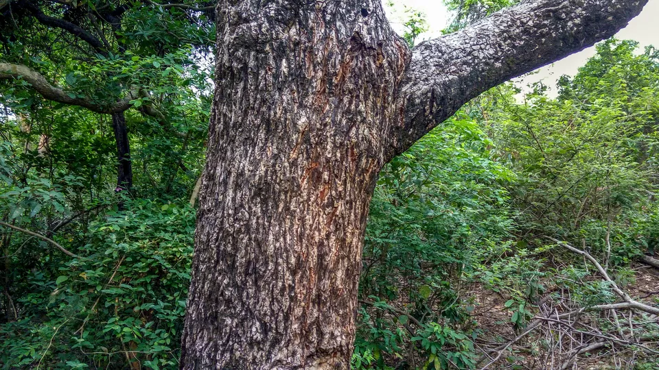 Photo of Jim Corbett National Park, Ramnagar, Uttarakhand, India by Tanmay Mittal