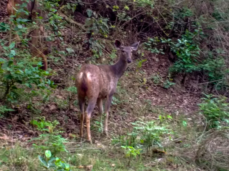 Photo of Jim Corbett National Park, Ramnagar, Uttarakhand, India by Tanmay Mittal