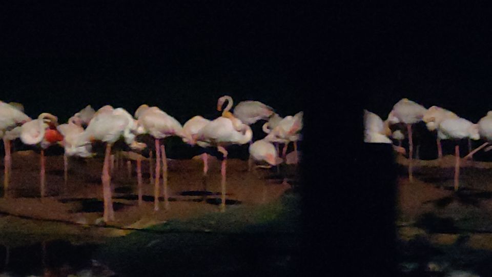 Photo of Mandai Lake Road, Night Safari, Singapore by Tanmay Mittal