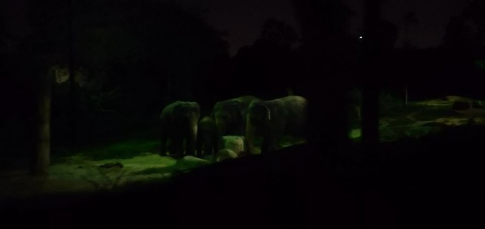 Photo of Mandai Lake Road, Night Safari, Singapore by Tanmay Mittal