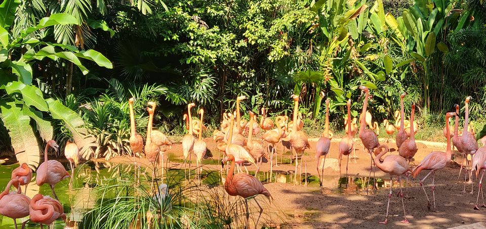 Photo of Singapore Zoo, Singapore by Tanmay Mittal