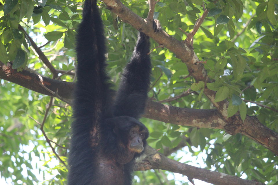 Photo of Singapore Zoo, Singapore by Tanmay Mittal