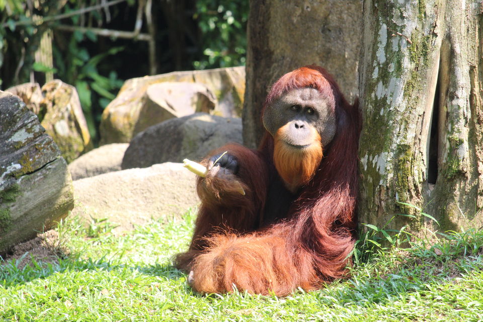Photo of Singapore Zoo, Singapore by Tanmay Mittal