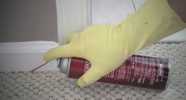 Photo of Best Bed Bug Killer Spray 2/3 by angelalexia